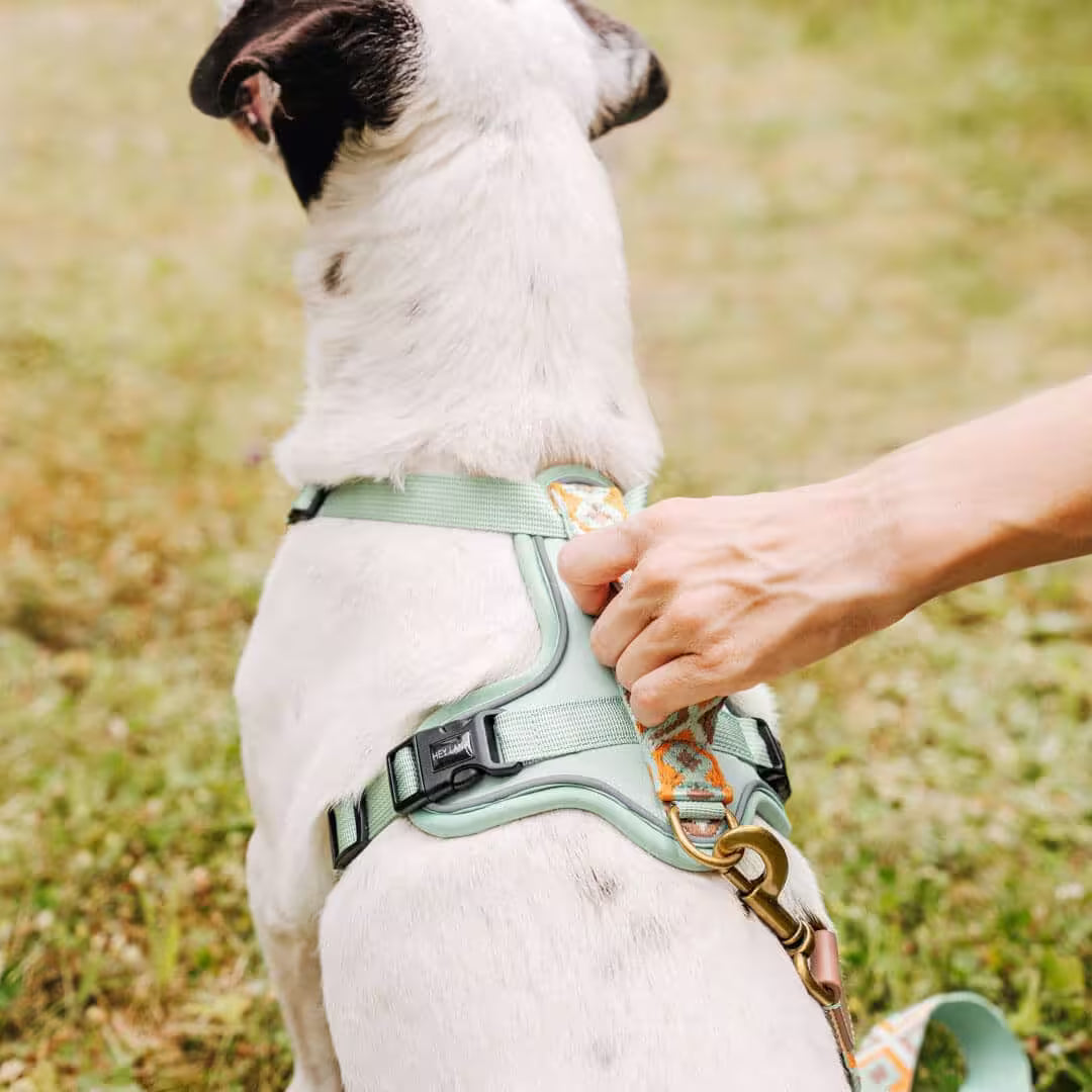 Très Chic Hundegeschirr – Komfort, Sicherheit &amp; Stil in Perfektion Mint/Orange