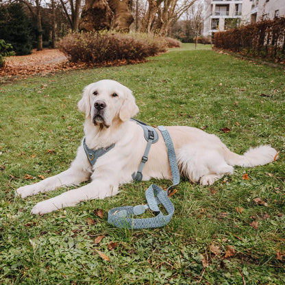 Premium Hundegeschirr – Anthrazit/Eisblau - Kollektion Tres Chic - Flokido