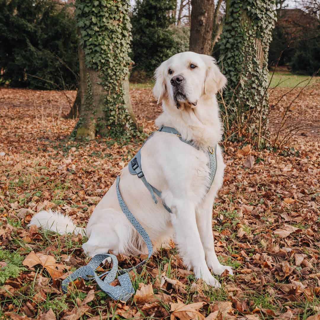 Premium Hundegeschirr – Anthrazit/Eisblau - Kollektion Tres Chic - Flokido