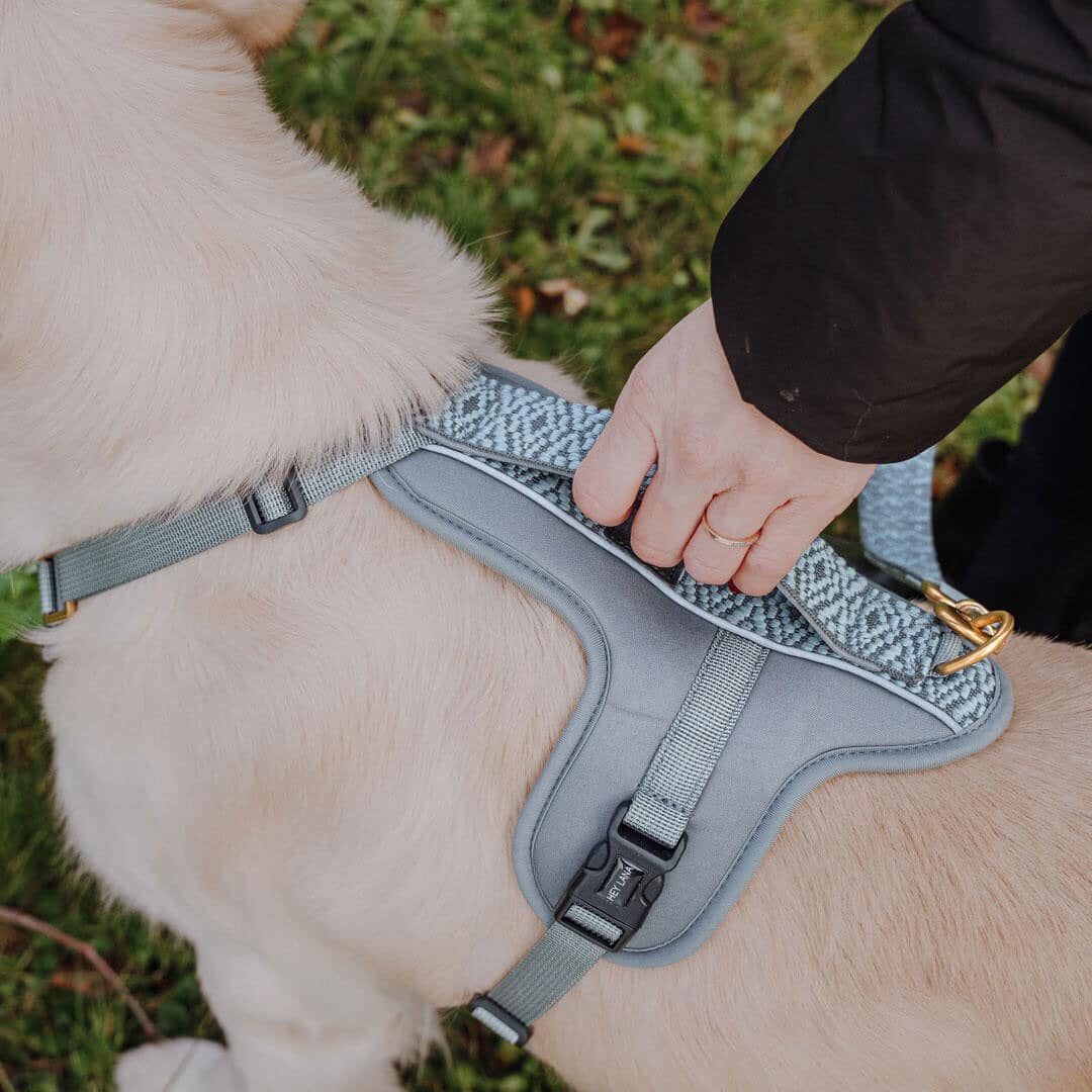 Premium Hundegeschirr – Anthrazit/Eisblau - Kollektion Tres Chic - Flokido