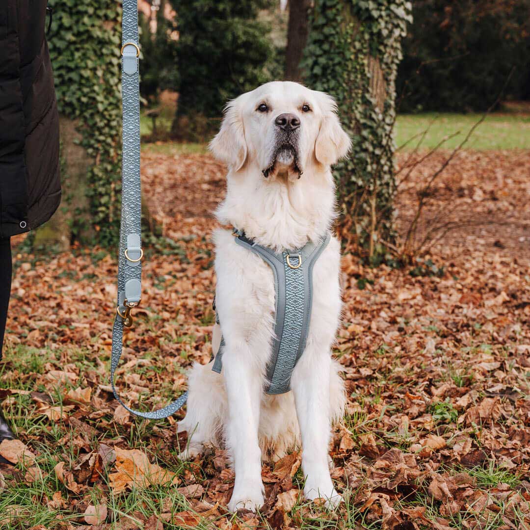 Premium Hundegeschirr – Anthrazit/Eisblau - Kollektion Tres Chic - Pfotenlieblinge