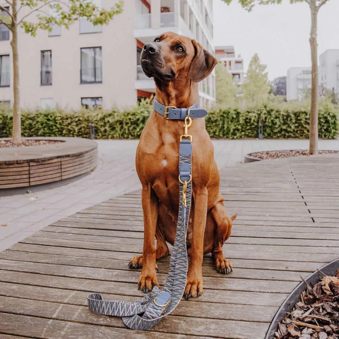 Premium Hundehalsband gepolstert Blau/Grau - Pfotenlieblinge