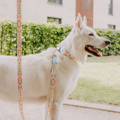 Premium Hundehalsband gepolstert Coral/Blau - Pfotenlieblinge
