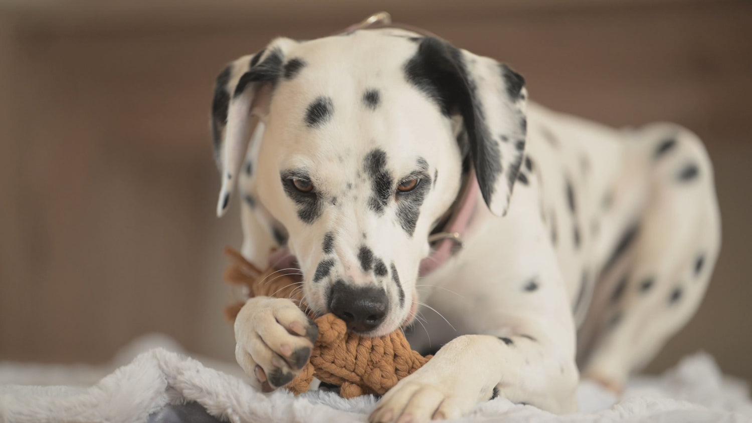 Eddie Eichhorn – Zahnpflegendes Hundespielzeug handgemacht Baumwolle