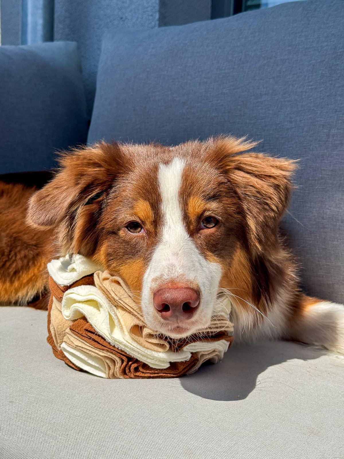 Schnüffelball für Hunde, Snackspielzeug Hund, Hundespielzeug - Pfotenlieblinge