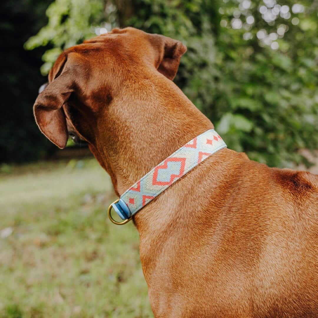 Set Hundehalsband, Leine und Geschirr - coral/blau - Pfotenlieblinge