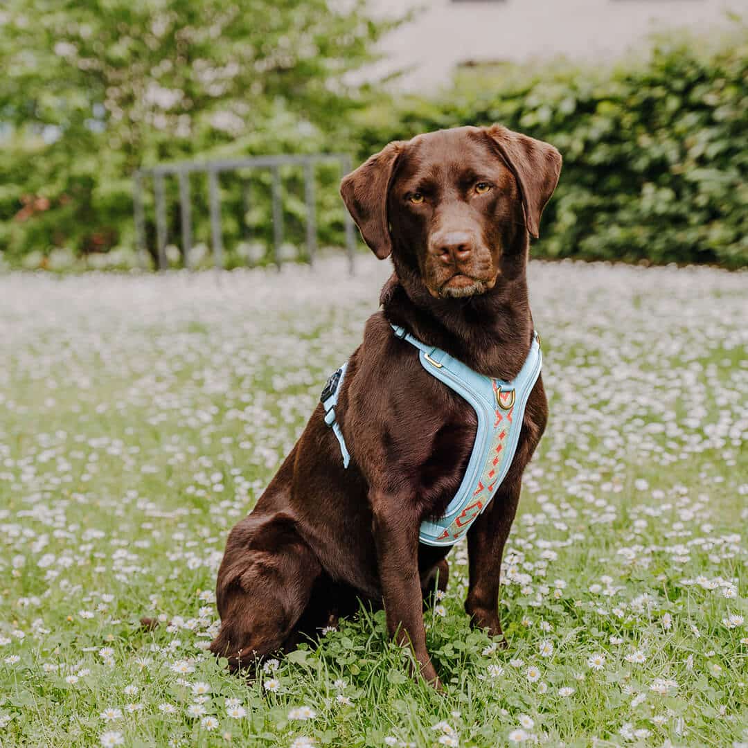 Set Hundehalsband, Leine und Geschirr - coral/blau - Pfotenlieblinge