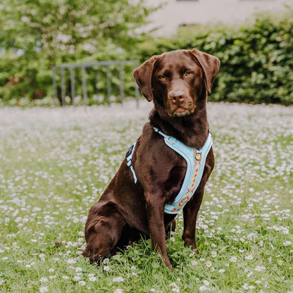 Set Hundehalsband, Leine und Geschirr - coral/blau - Pfotenlieblinge