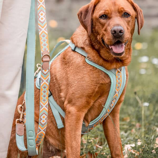 Set Hundehalsband, Leine und Geschirr – Mint/Orange - Pfotenlieblinge