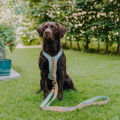 Set Hundehalsband, Leine und Geschirr – Mint/Orange - Pfotenlieblinge