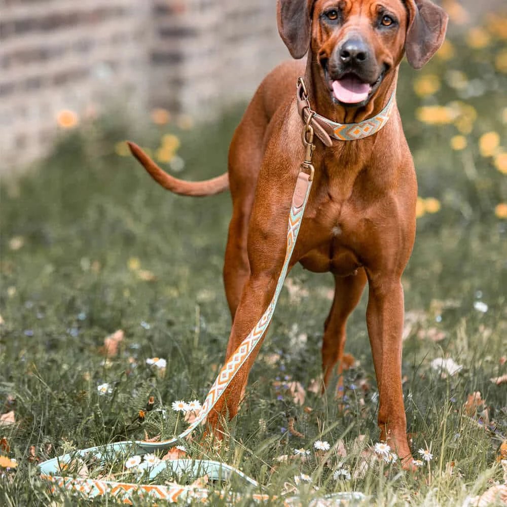 Set Hundehalsband, Leine und Geschirr – Mint/Orange - Pfotenlieblinge