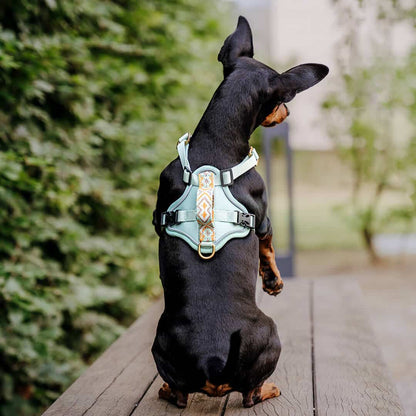 Set Hundehalsband, Leine und Geschirr – Mint/Orange - Pfotenlieblinge