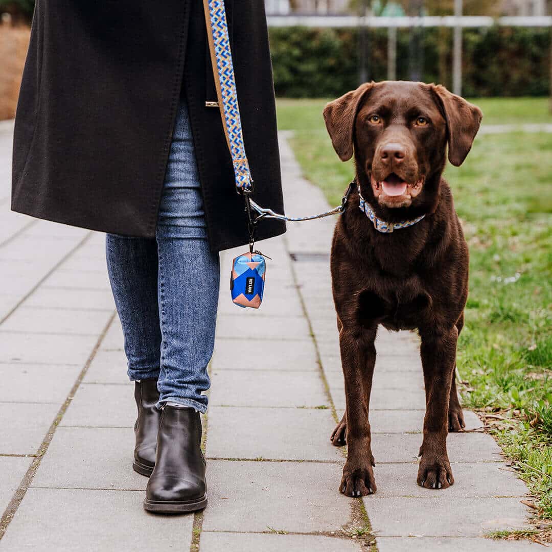 Set Hundehalsband, Leine und Geschirr - Mocca/Blau - Pfotenlieblinge