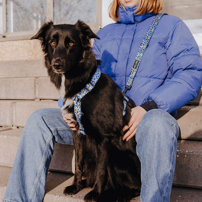 Set Hundehalsband, Leine und Geschirr - Mocca/Blau - Pfotenlieblinge