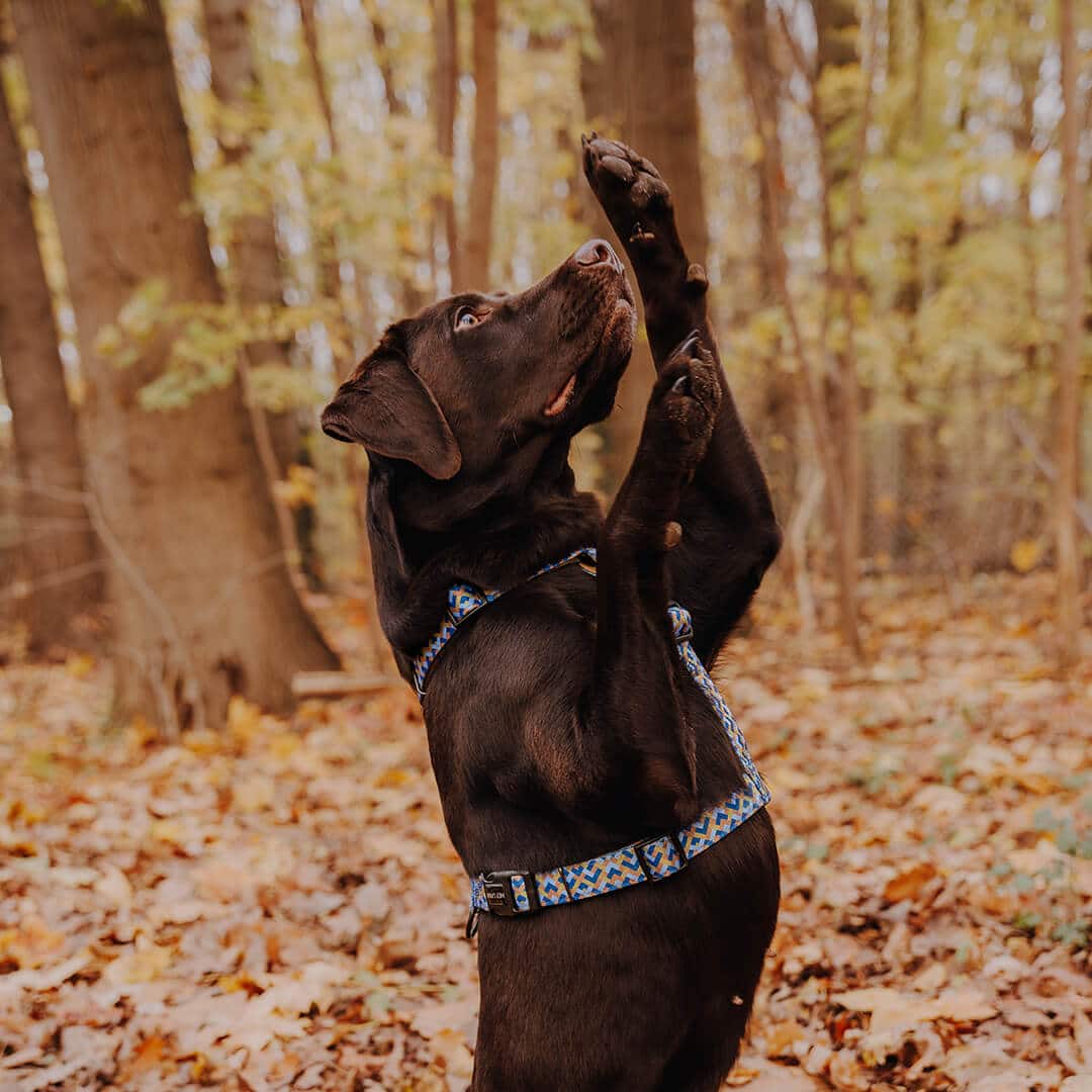 Set Hundehalsband, Leine und Geschirr - Mocca/Blau - Pfotenlieblinge