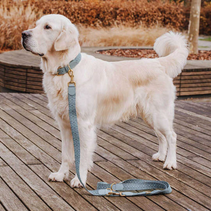 Sparset: Halsband &amp; Leine in Anthrazit/Eisblau - Pfotenlieblinge