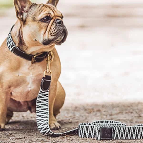 Sparset: Halsband &amp; Leine in Schwarz/Weiß - Pfotenlieblinge
