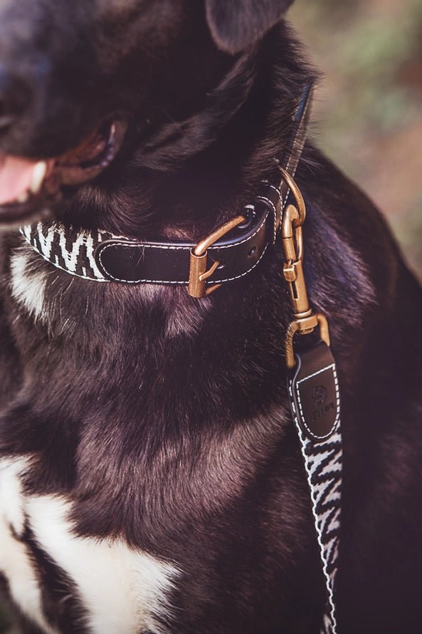 Sparset: Halsband &amp; Leine in Schwarz/Weiß - Pfotenlieblinge