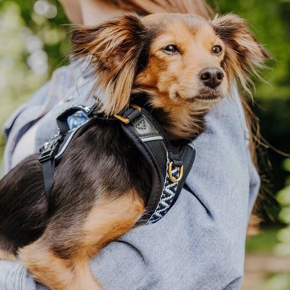 Stilvolles Hundegeschirr – Très Chic – Schwarz/Weiß von HeyLana - Pfotenlieblinge