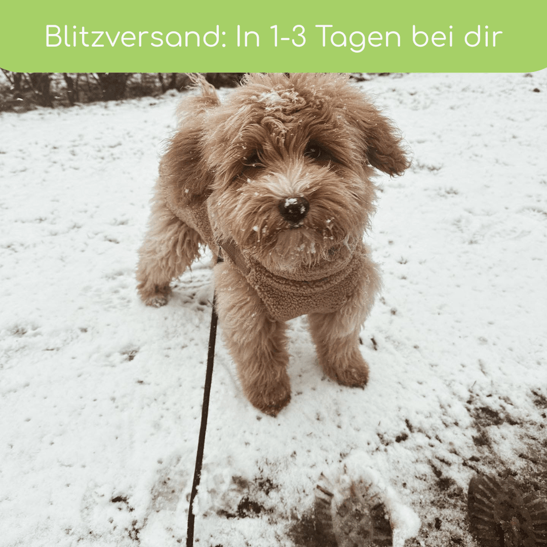 Teddyfleece-Hundemantel – Warm &amp; Kuschelig mit Integriertem Geschirr - Flokido