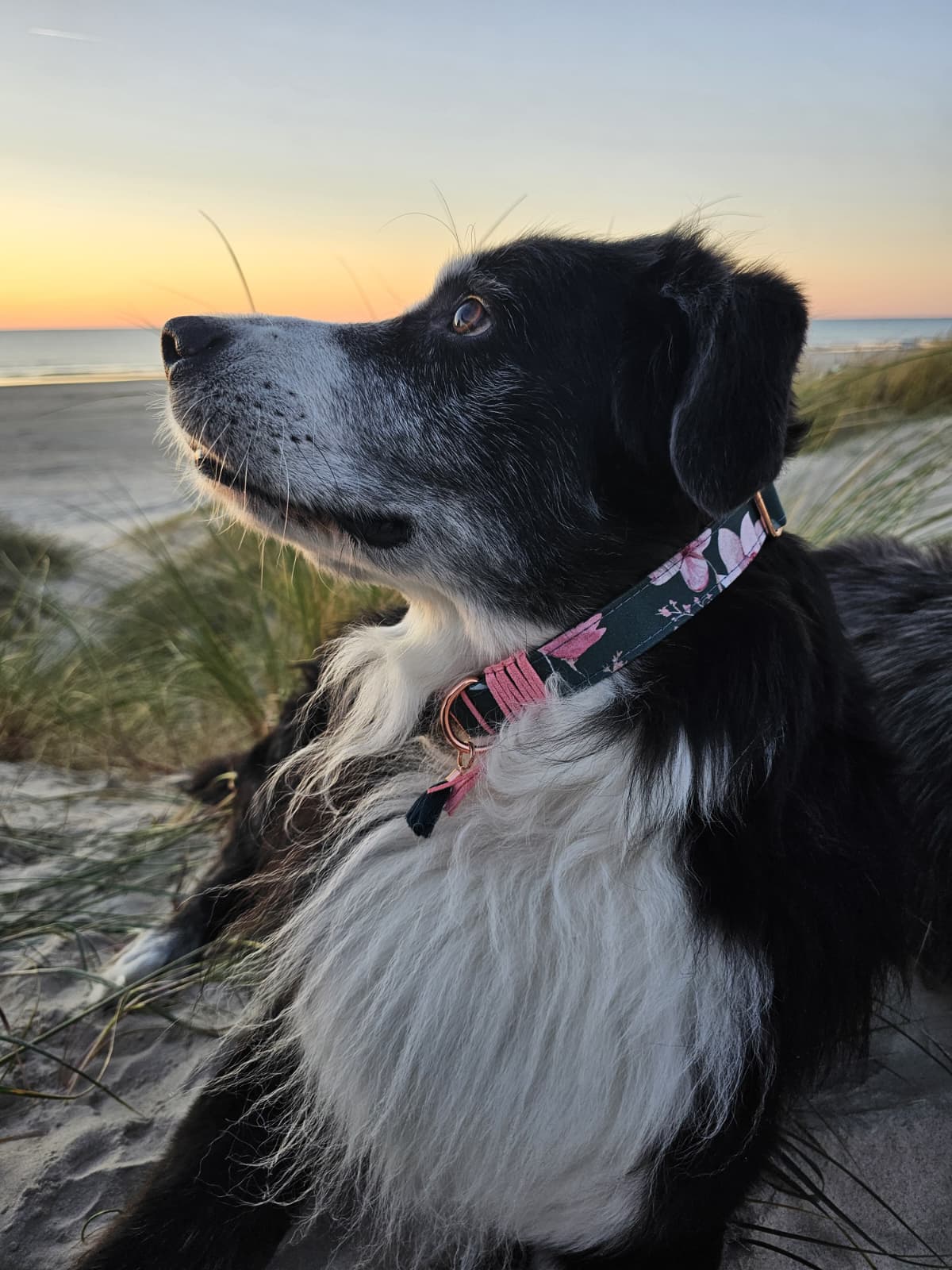 Verstellbares Hundehalsband handgemacht in Frankreich - Pfotenlieblinge