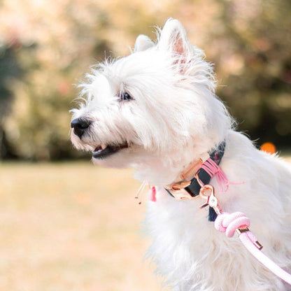 Verstellbares Hundehalsband handgemacht in Frankreich - Pfotenlieblinge