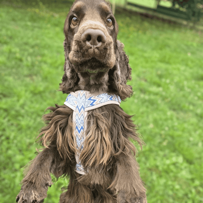 Ziggy Latte – leichtes Y - Geschirr für sensible Hunde - Pfotenlieblinge
