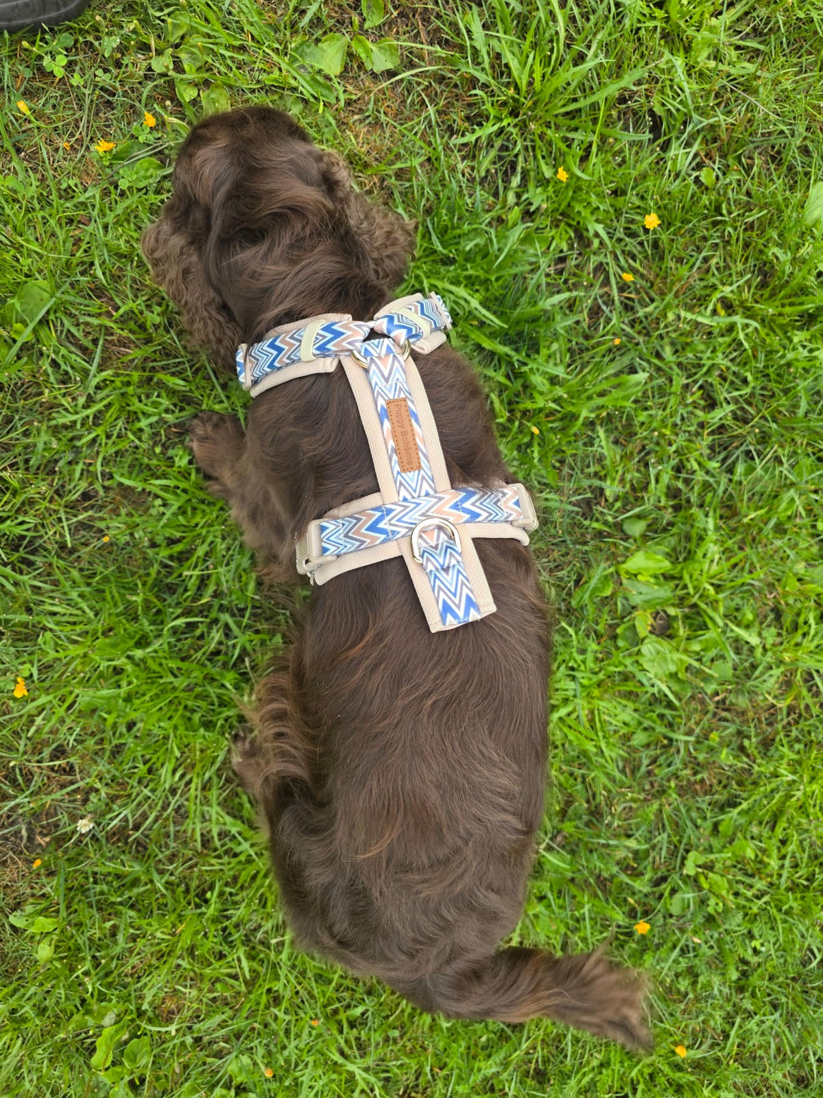 Ziggy Latte Y-Geschirr – Leicht &amp; Sanft für Sensible Hunde - Flokido